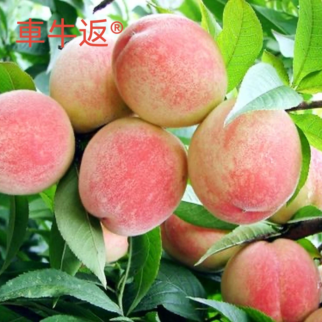 车牛返村农产品 新鲜白桃 甜蜜桃水果 现摘现发24枚约10斤/装