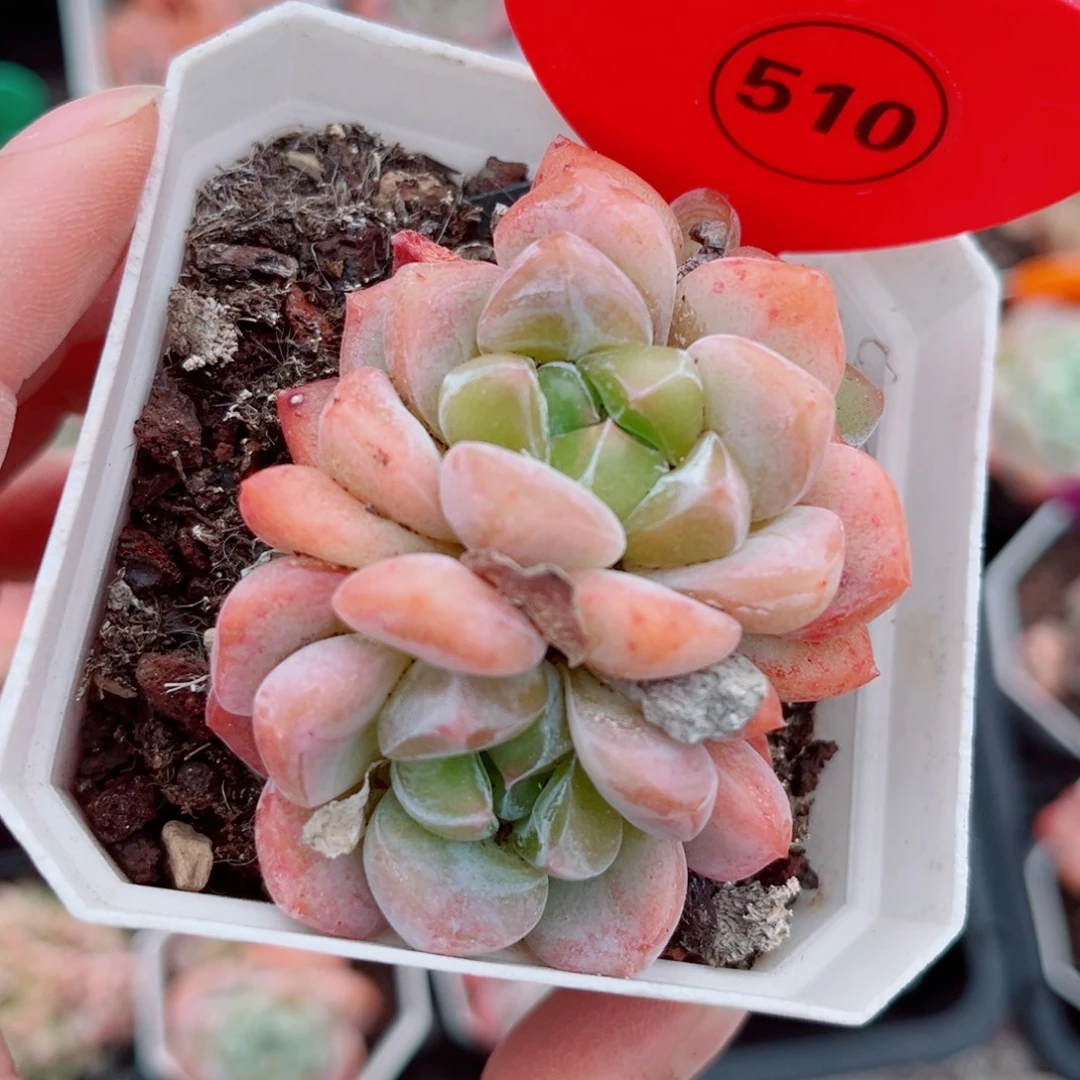 510号小老桩糖心群