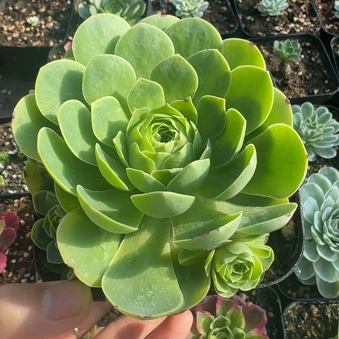 蕾丝捧花10方红色系