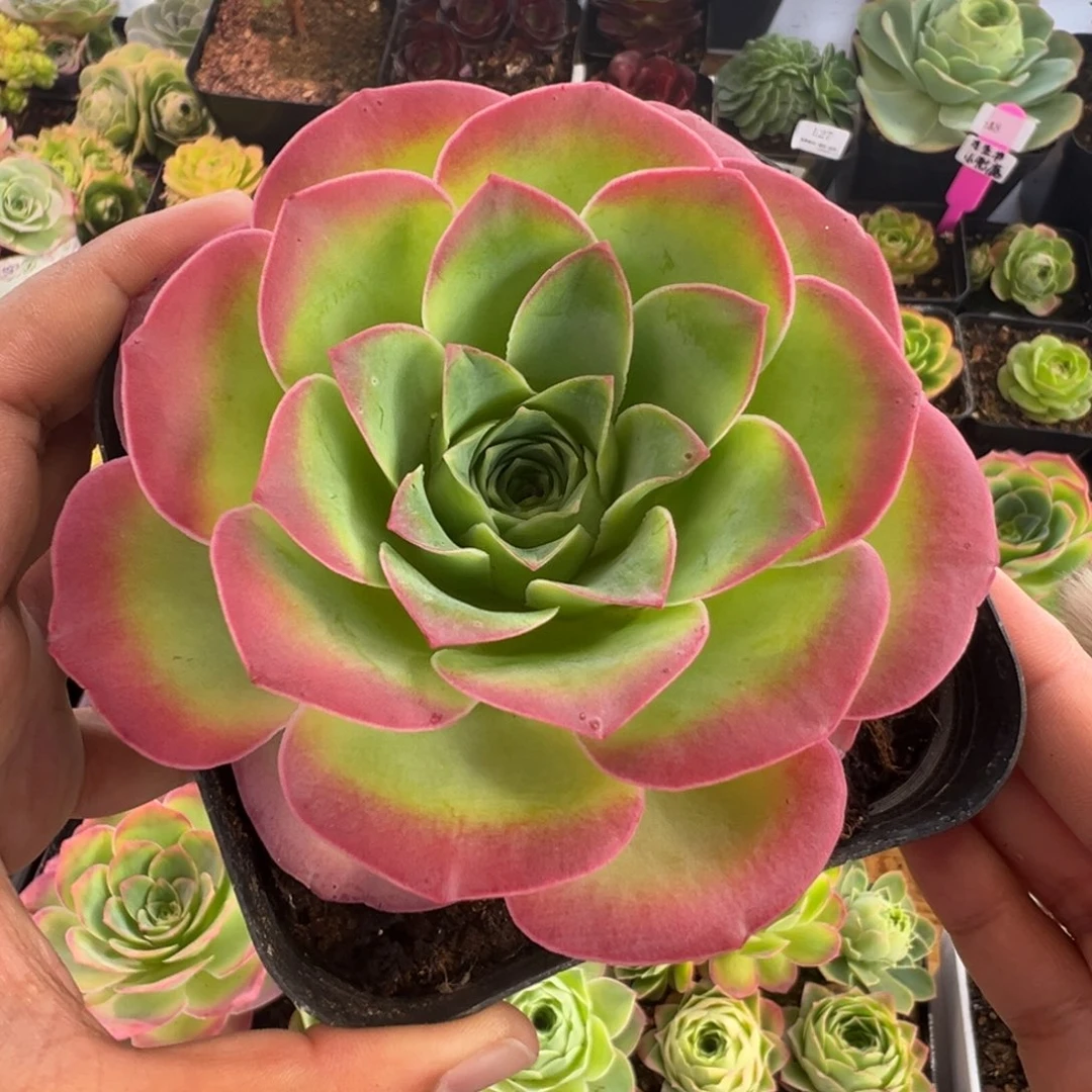 L36半城玫瑰魅影