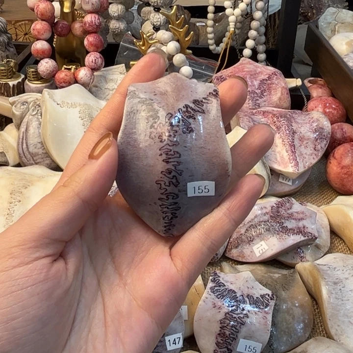 W***m养殖梅花鹿三界牌