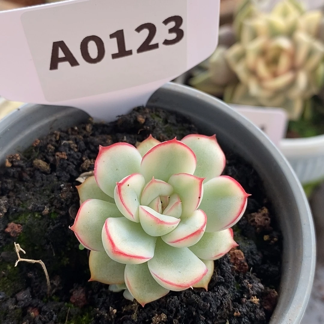 123荷花哈哈哈哈哈哈