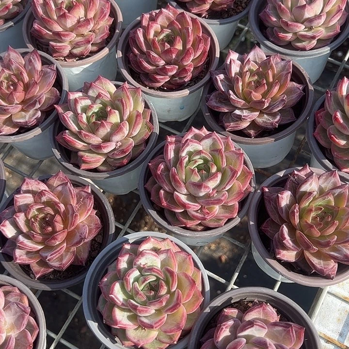 夜魔侠多肉植物单头