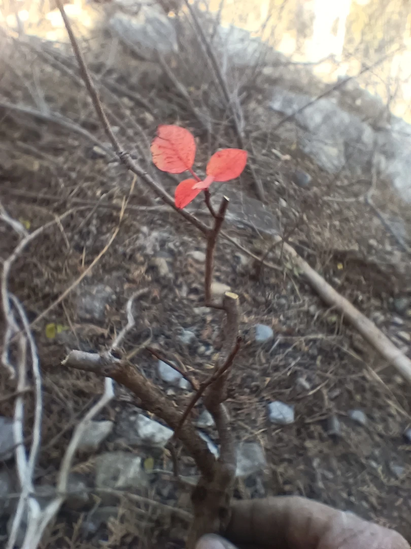 香山红叶黄栌小微盆景