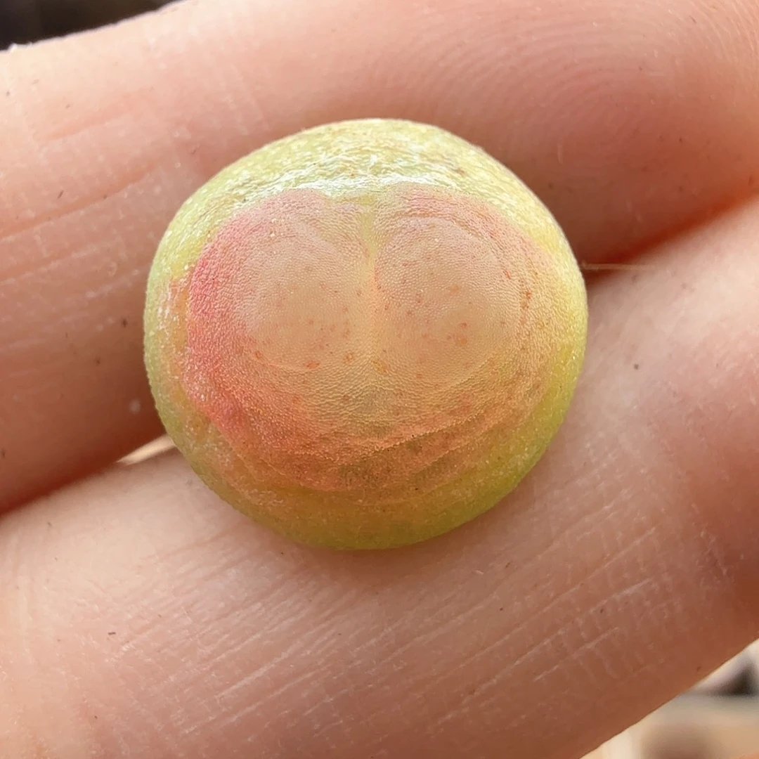 2.18.27/1.2厘米晒疤特紫皮拉登/多肉植物