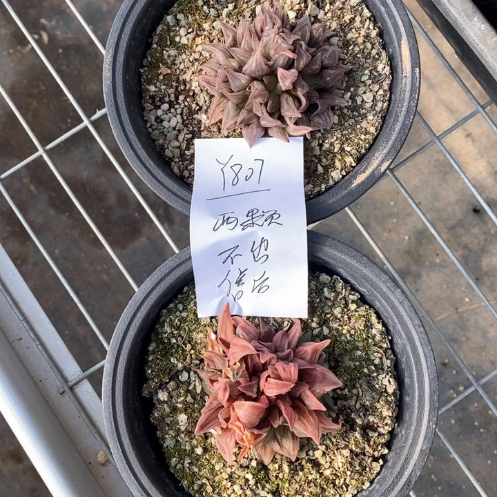 迎**上807。 两颗西瓜寿福利。  不出售后。