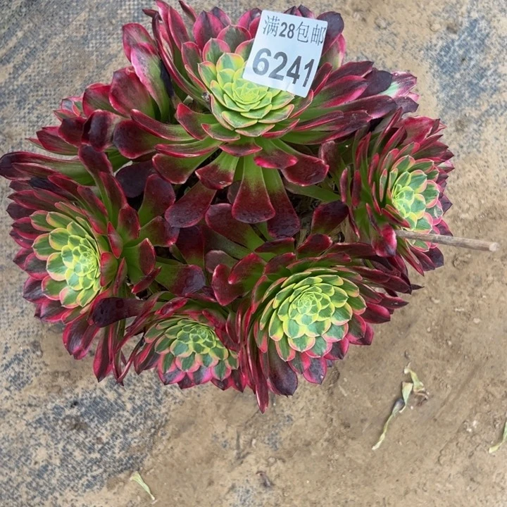 6241朝霞多肉植物