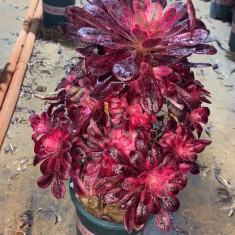 香奈儿有断枝008