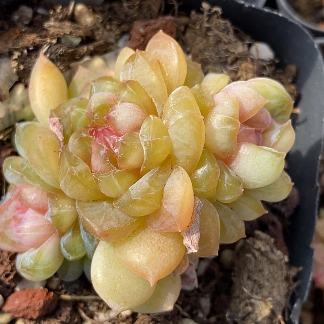 225东篱下多肉植物盆栽