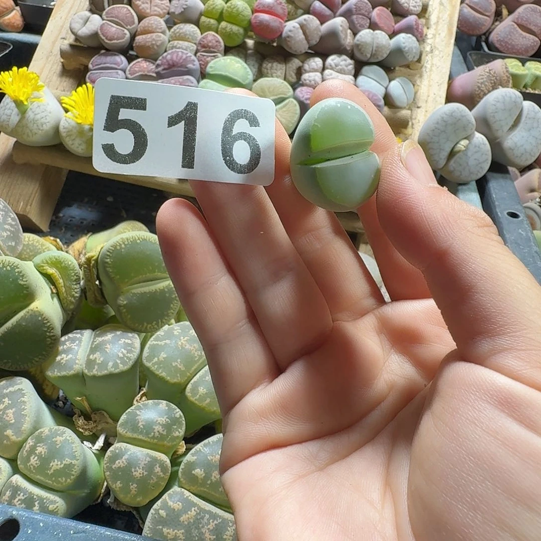 溜*梅生石花一物一拍516