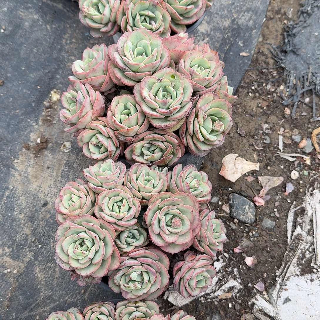 奶油黄桃多肉植物精品