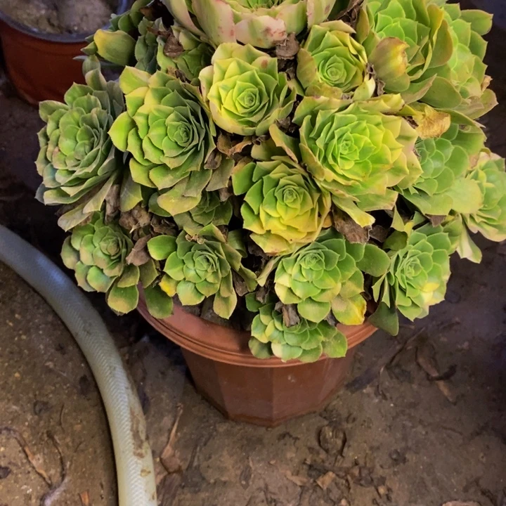 五彩多肉断头不包3464