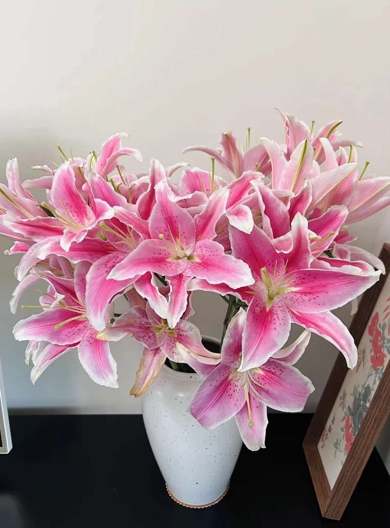 【索尔帮 香水百合】水培鲜切花（20%不售后）