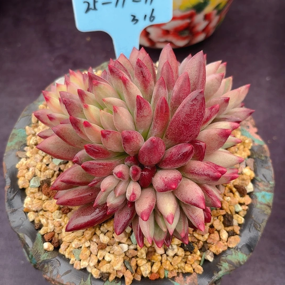 紫体虞美人脱土包邮