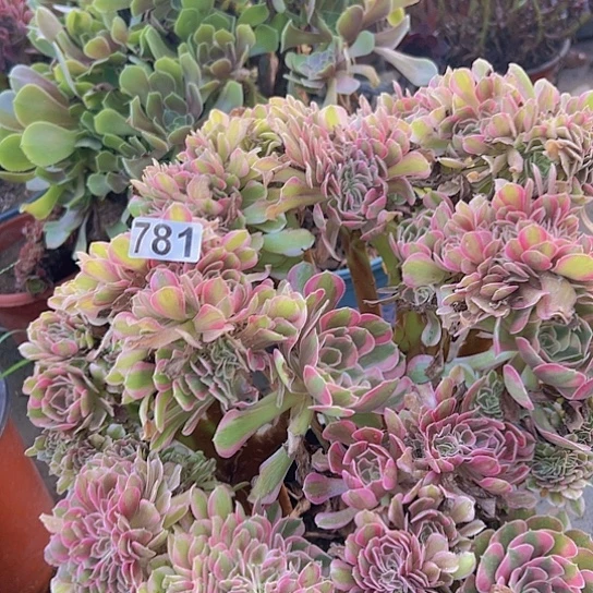 简***简多肉植物一个香非