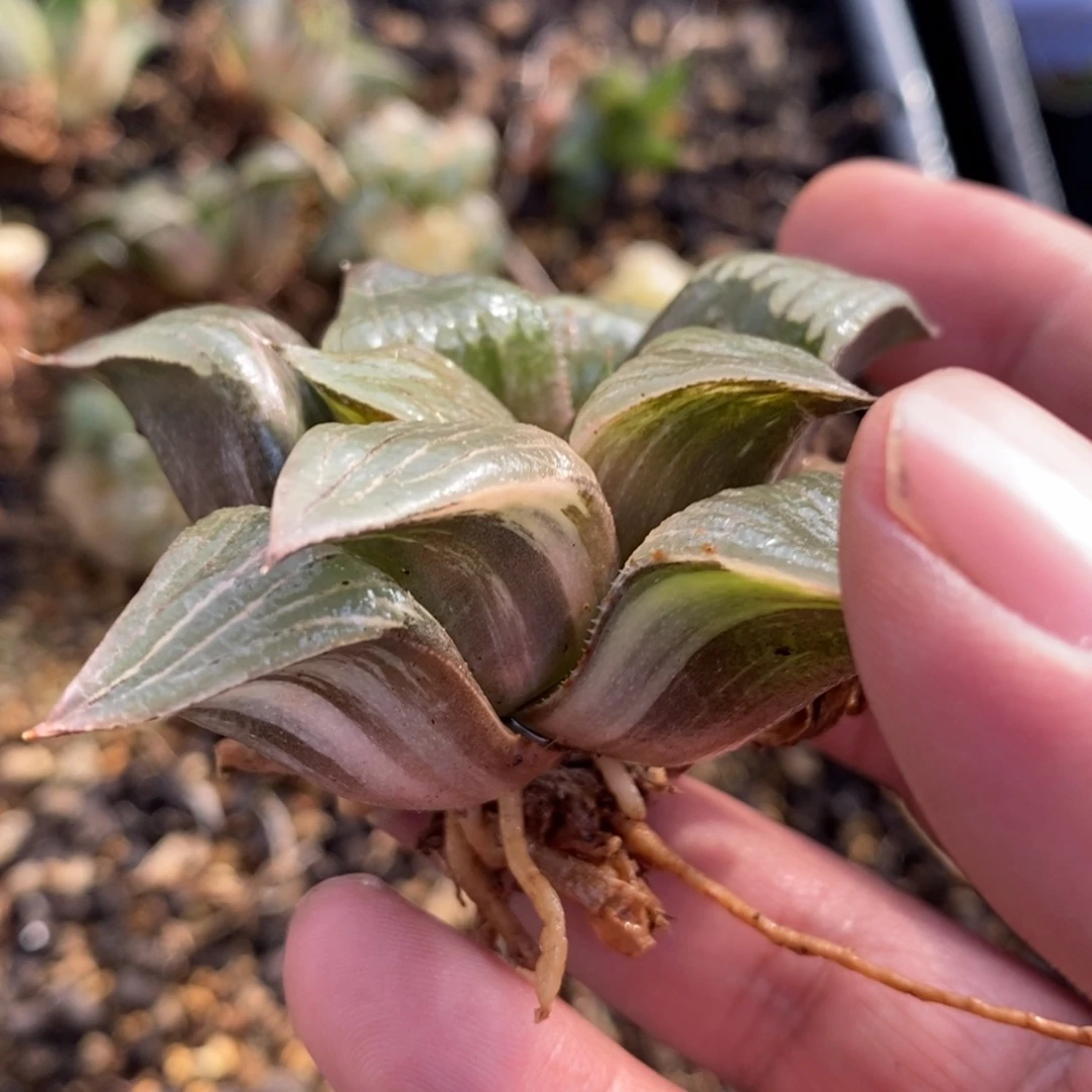 w***e1825 一颗福利。