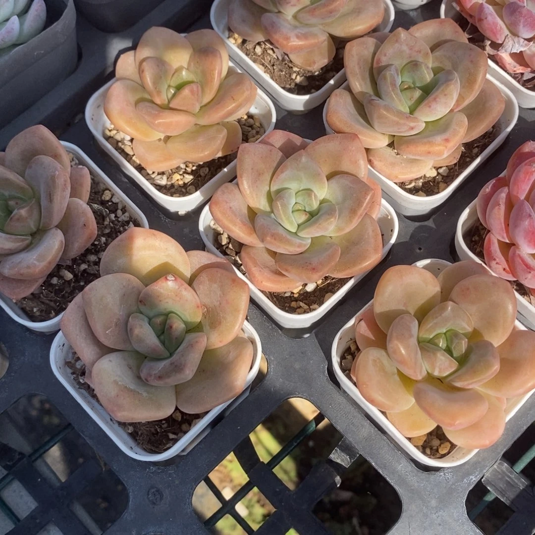 奶芙一颗量拍多肉满20元包邮满26送一颗