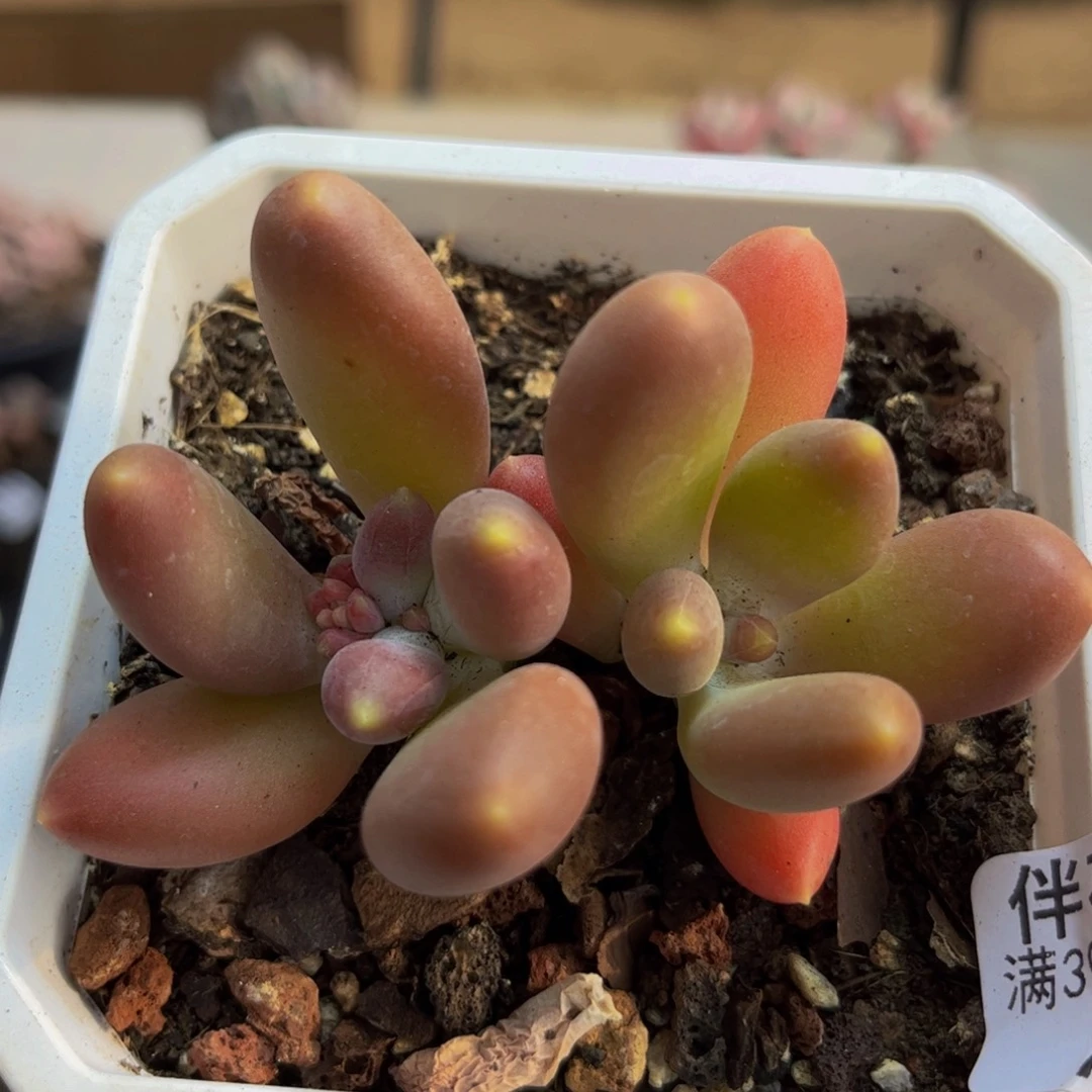 605/5cm芒果奶苗多肉植物