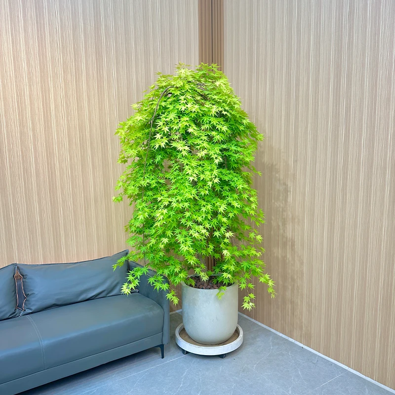 流泉枫【一物一拍】盆栽老桩盆景室内室外花卉绿植物