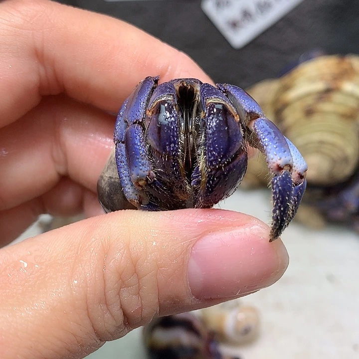 2.2口径奔跑的寄居蟹10号