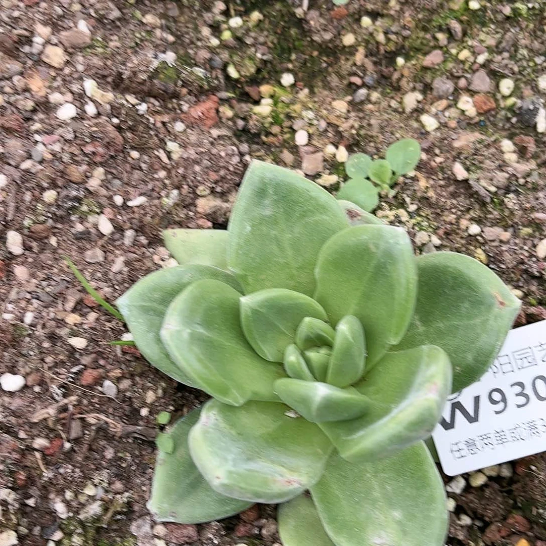 辉*佗9307帕翠啥仙女杯多肉