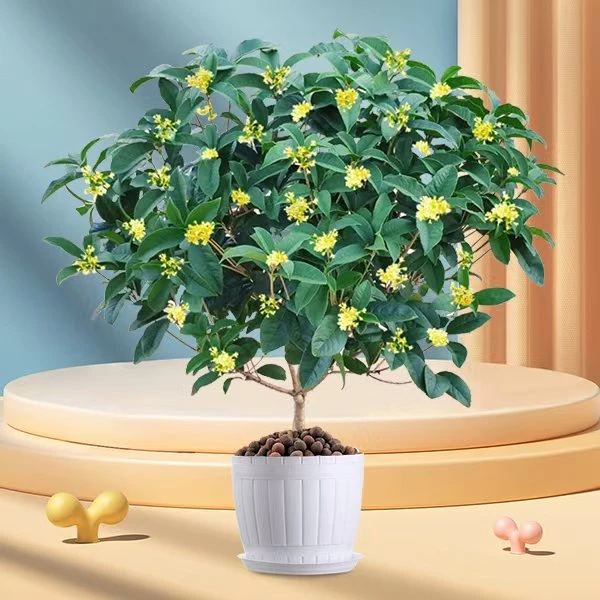 精品四季桂花树月月桂开花带香味浓香型花卉非常好养庭院花卉绿植