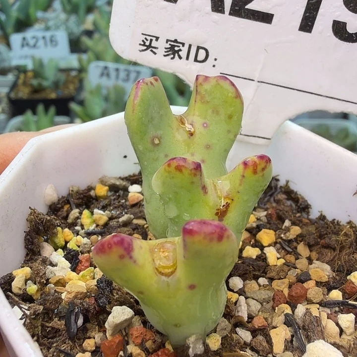 219。满38包邮肉锥