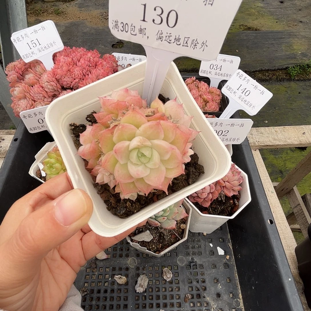 130 多肉脱土 群生不包整