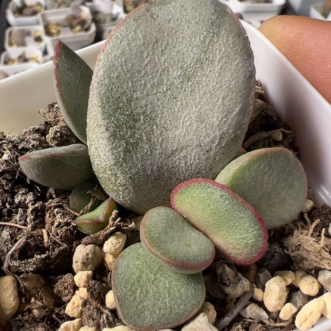 白月光水泡多肉植物水泡