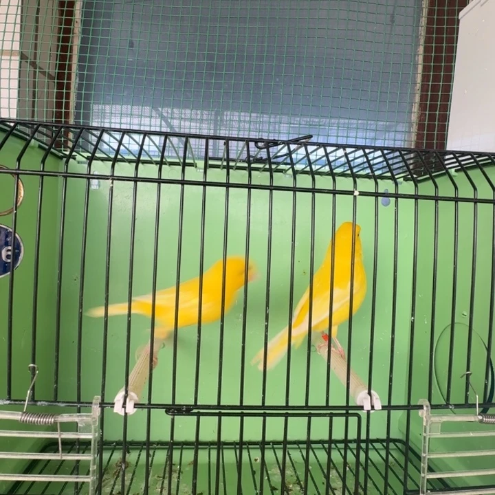 文鸟黄袍两只，京东发货