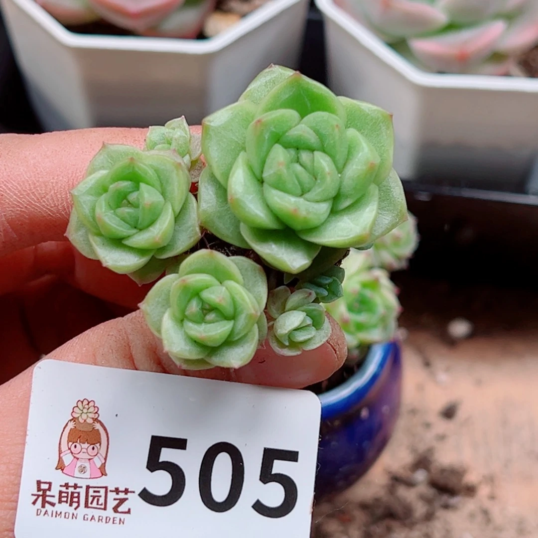 ?****?多肉植物多肉植物