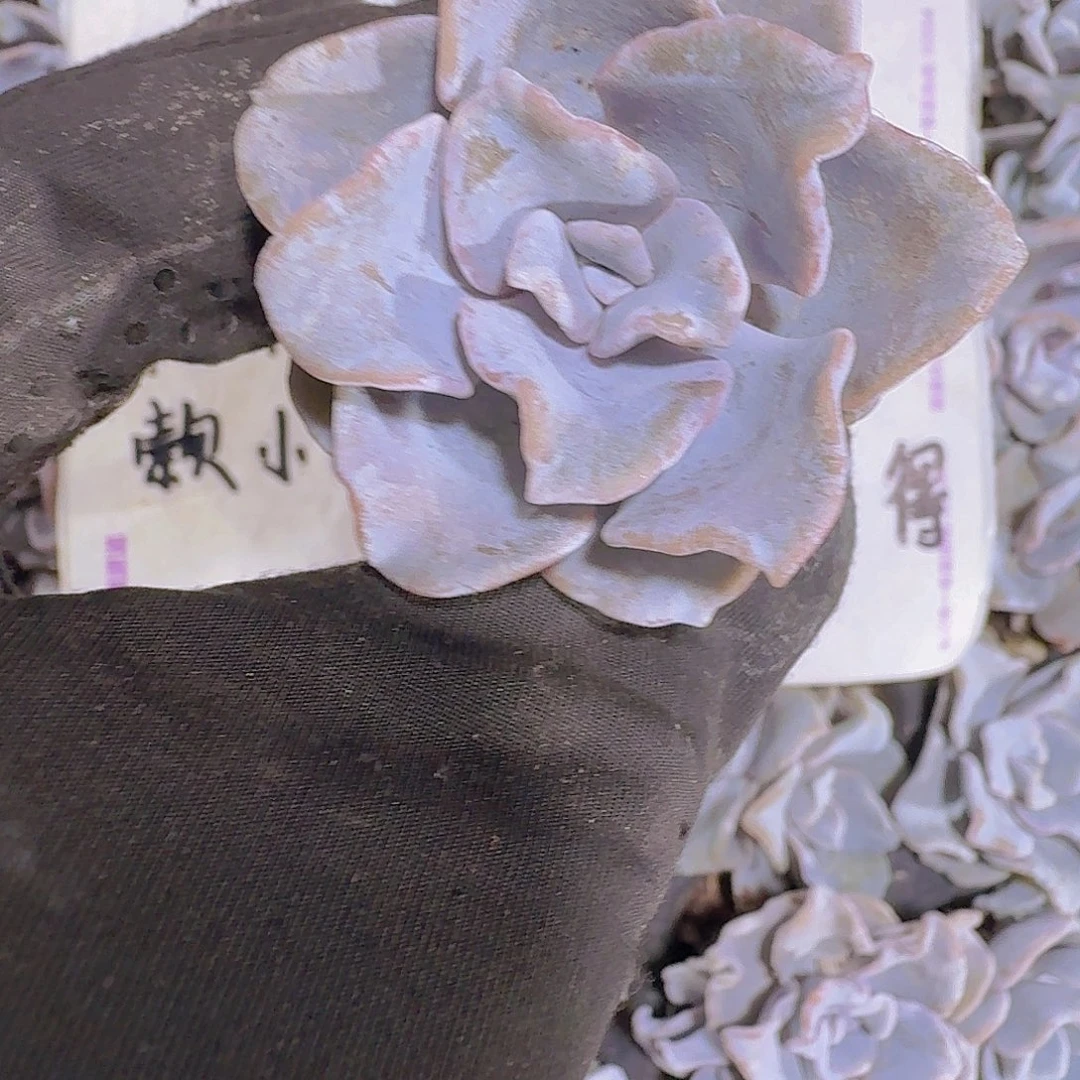 白饺子皮两米三颗