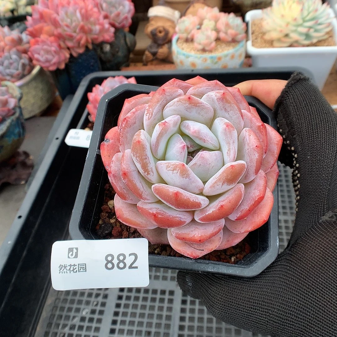 882雪天使多肉植物6666