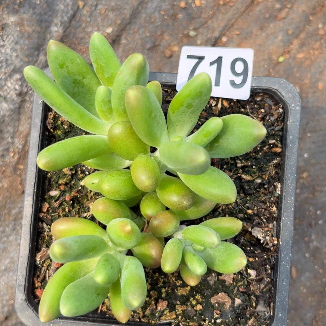 金蟾多肉植物719