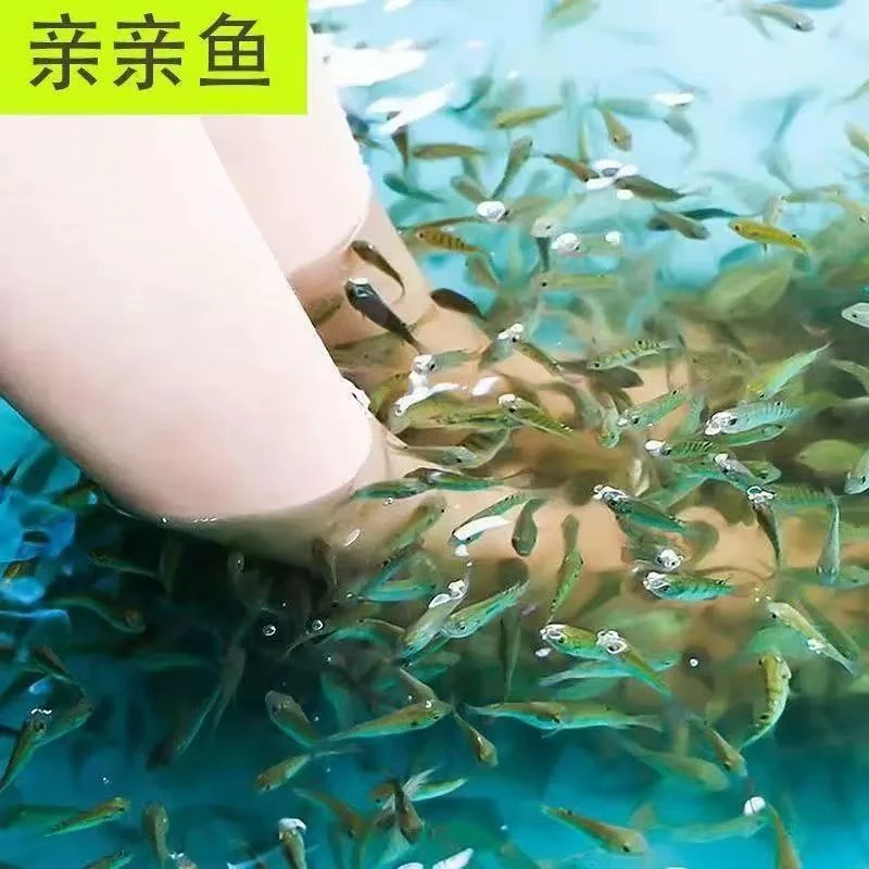 亲亲鱼 温泉鱼 活体