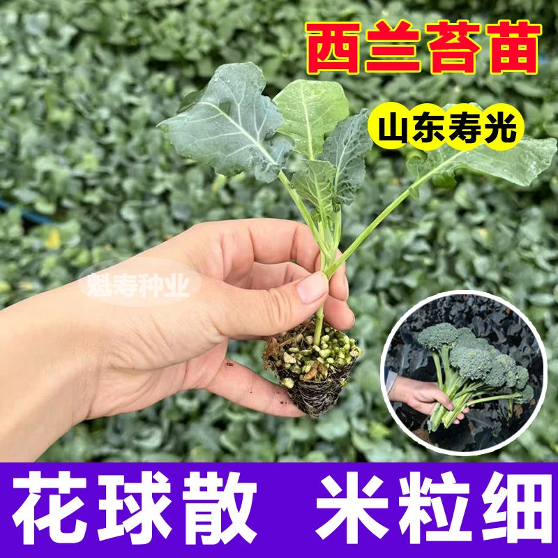 西兰花苔苗秧苗菜花秧苗带土苗秧西兰苔秧苗菜苗四季西蓝花正品