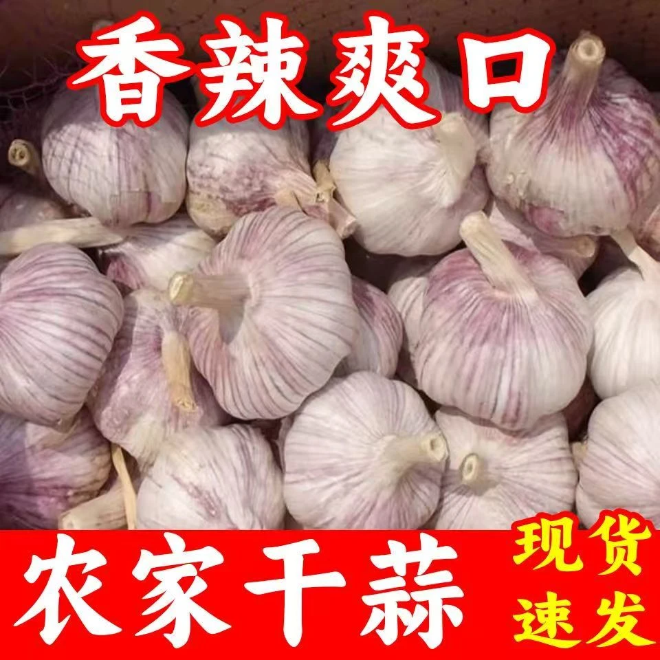 【5斤批发】25年新蒜新鲜晒干大蒜九成白紫皮蒜三斤蒜头干蒜