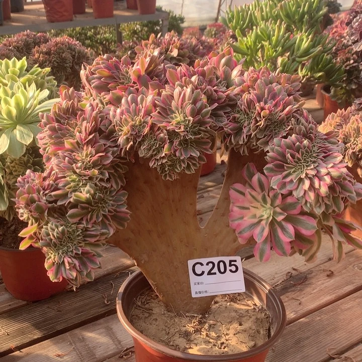 205粉女巫缀多肉法师