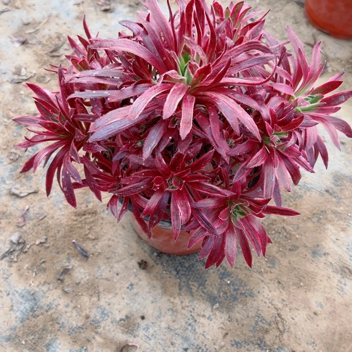 644凤凰锦多肉植物