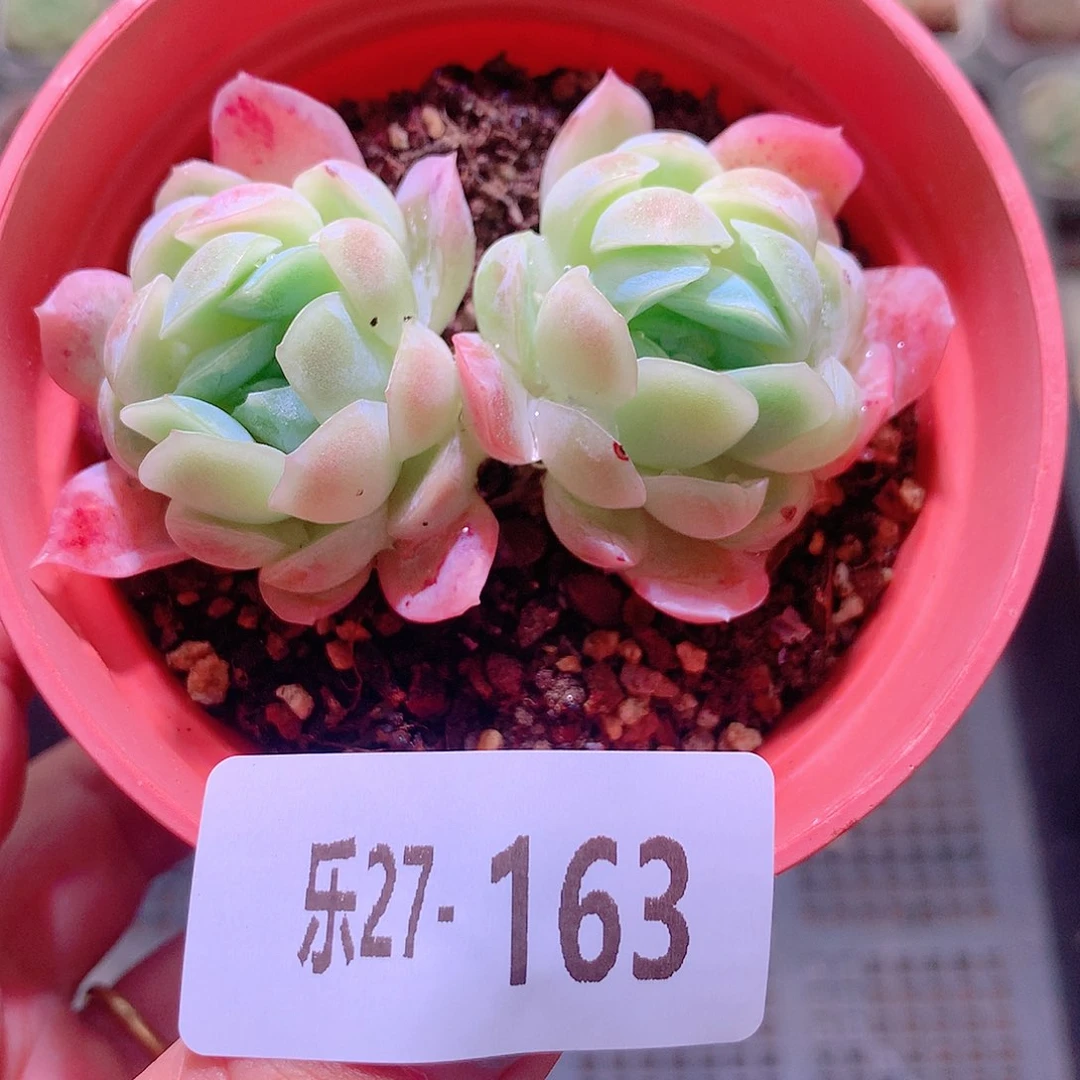 乐然27-163 贝瑞双头
