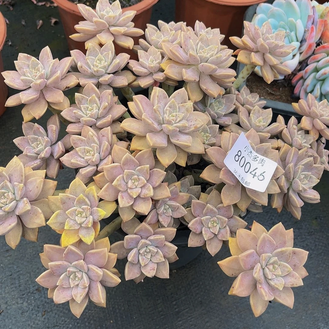 园**三阿伦培群80046