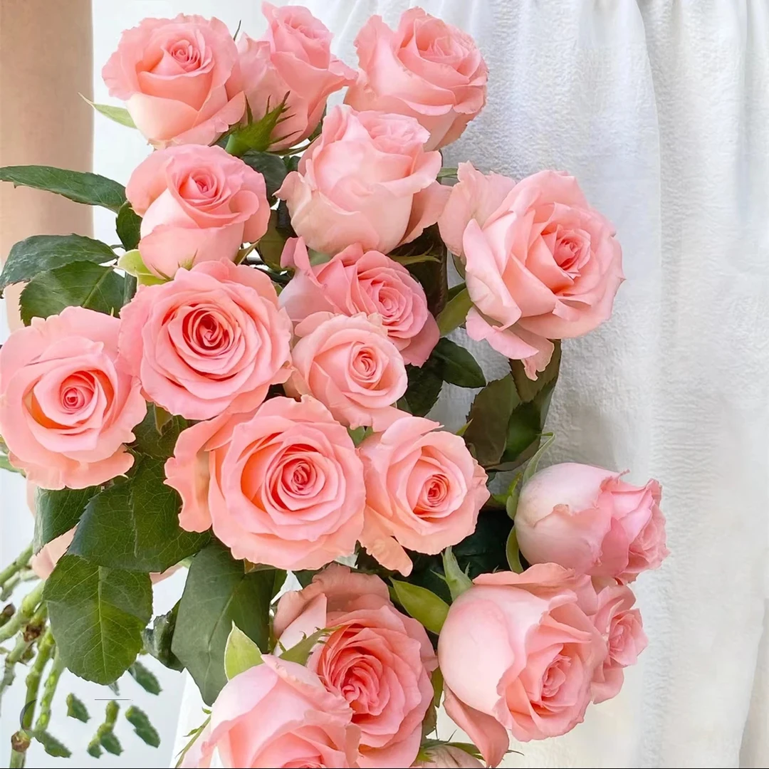 瓶插花【戴安娜玫瑰10支】蓝诺优选邯郸鲜花小时达60分钟送到家