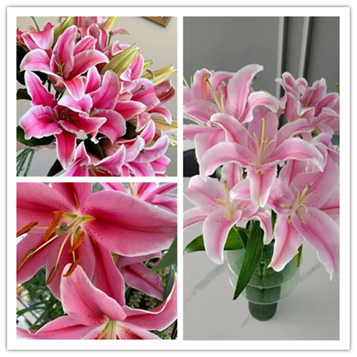 粉花百合一头10支 云南基地鲜花 直发 家养水养