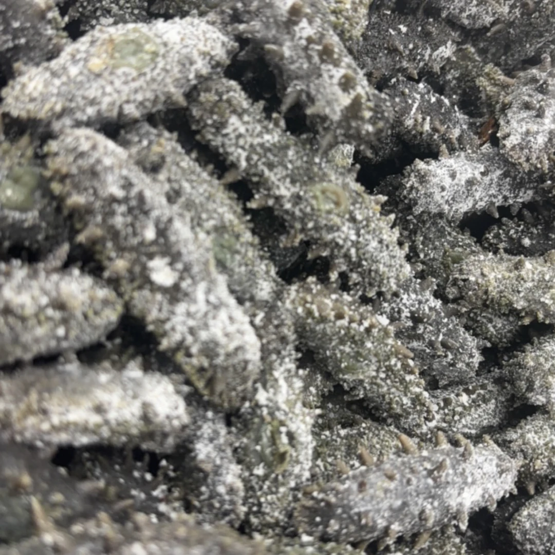 大连顶顶火拉缸盐海参（泡发6斤）
