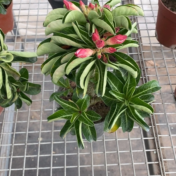 豚**妈伯克利和格蕾纳等著名音乐家都