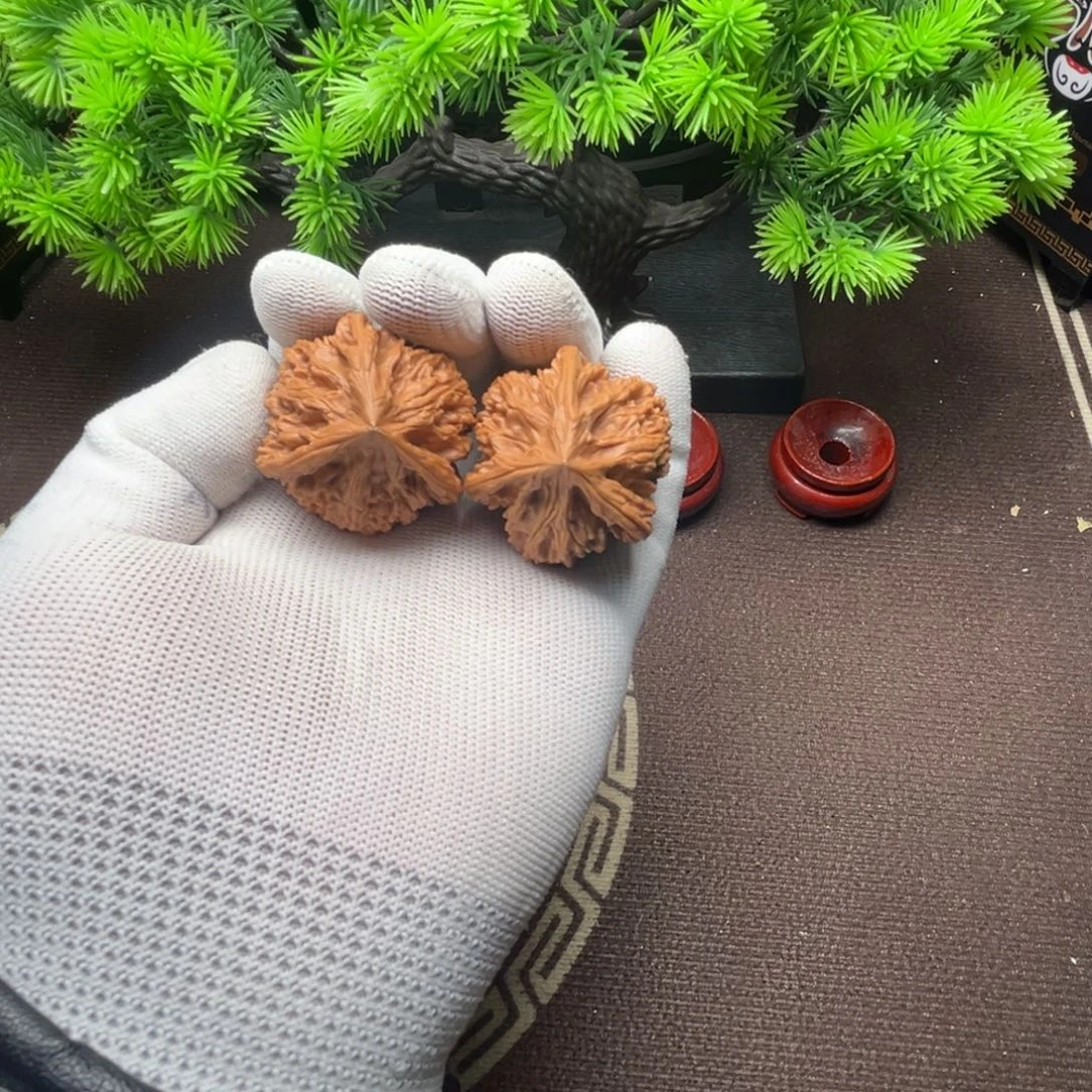 核桃玉龙粗筋三棱1111111