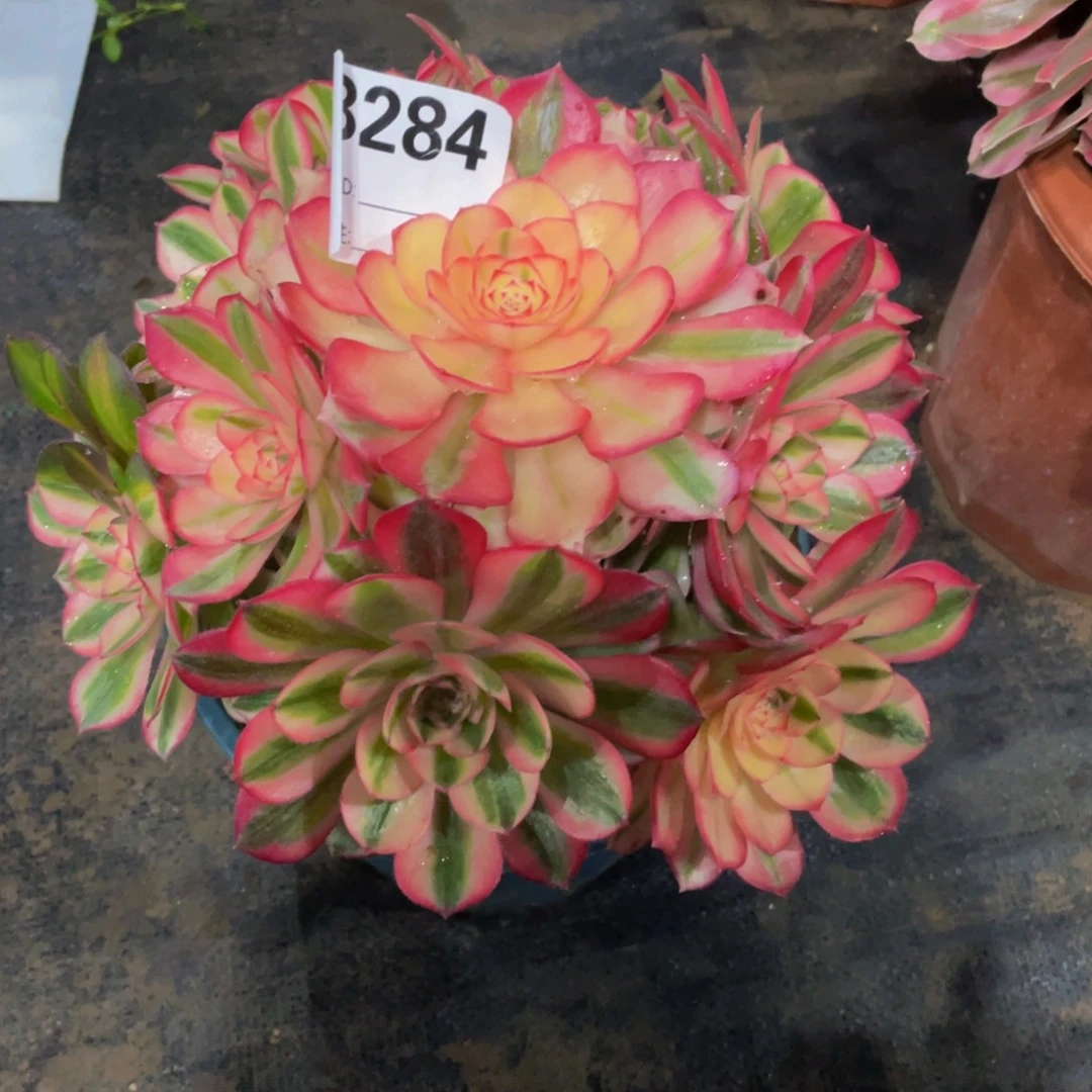 锦***纸284倾城11111多肉