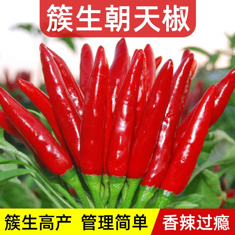 簇生朝天椒种子种籽青椒甜椒盆栽辣椒春季蔬菜盆栽家庭蔬菜种植