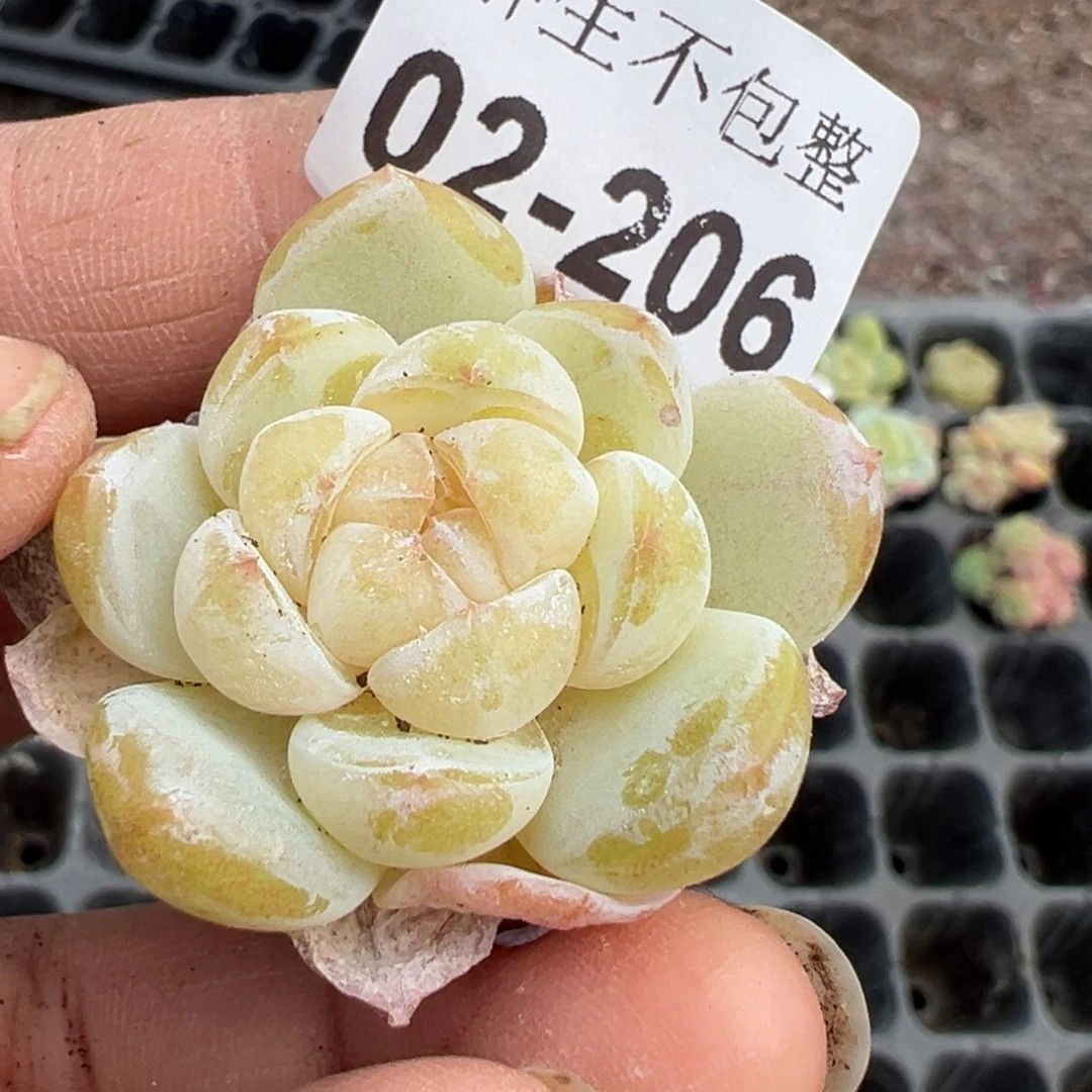 小卡拉米糖心一物一拍2-206