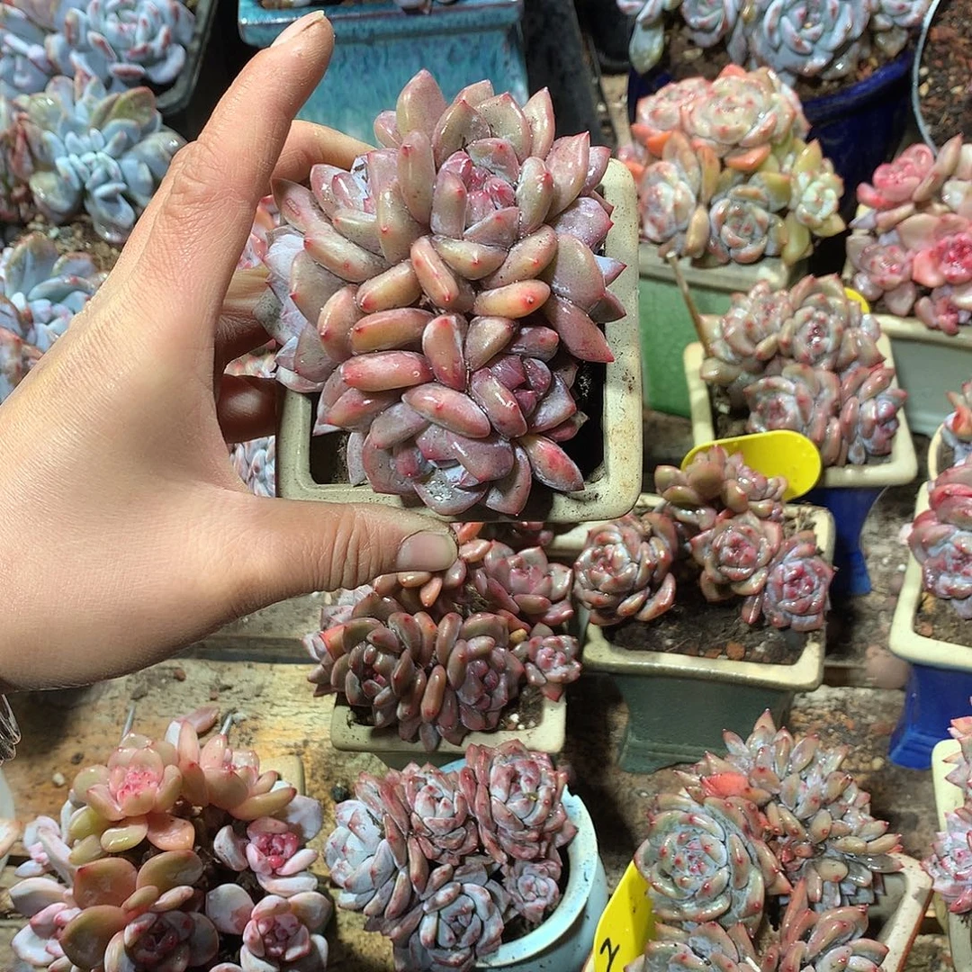 星影多肉植物哈哈哈9